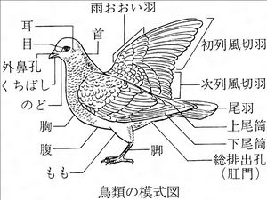 鳥類の模式図.jpg